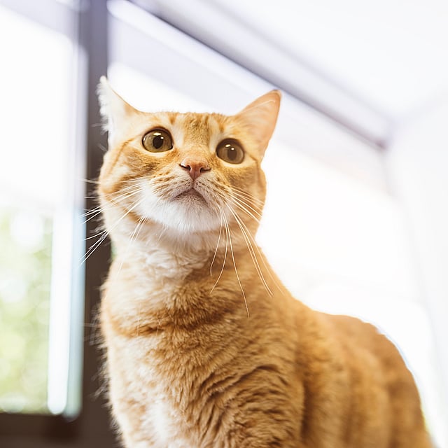 Um gato olhando para cima com uma luz brilhante.