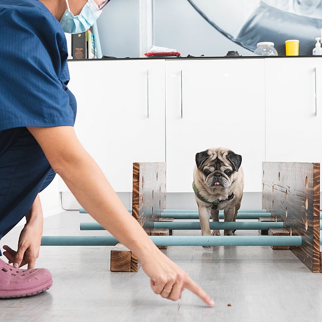 Uma pessoa em um scrubs e um cachorro.