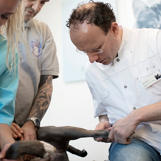 veterinários a examinar um cão