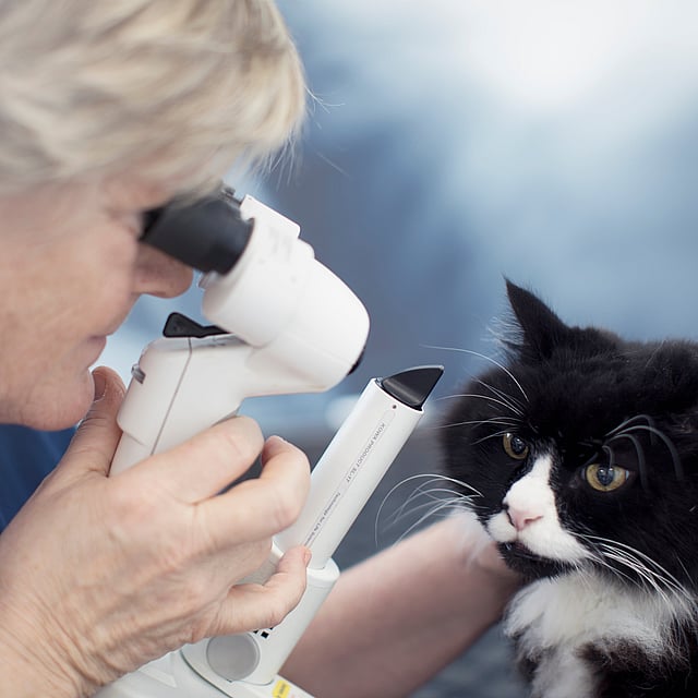 Uma pessoa usando um microscópio para verificar os olhos de um gato.