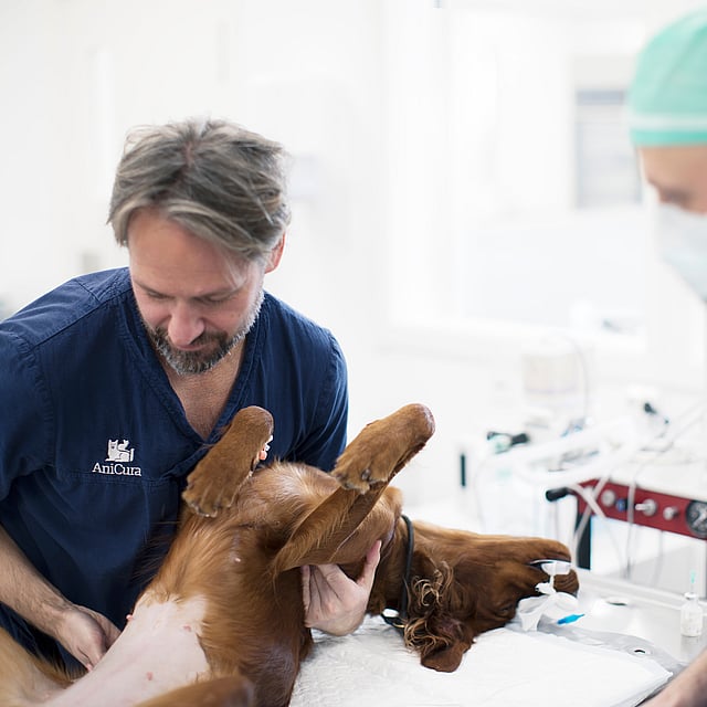 Veterinários cirurgia cão
