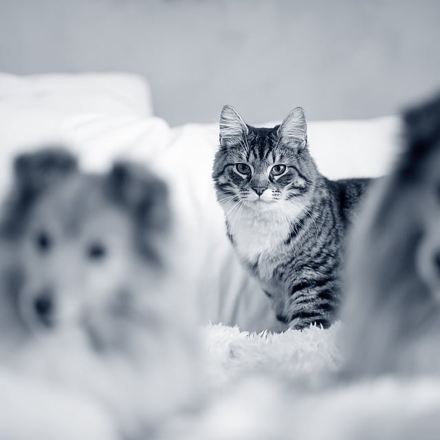 Um gato e cachorros em uma cama.