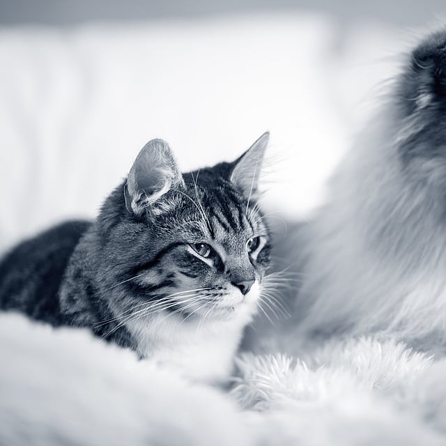 Sheltie e gato