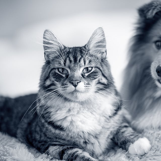 Um gato e um cachorro deitados em um cobertor.