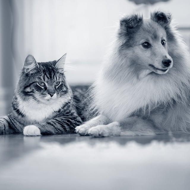 Um cão e um gato deitados no chão.
