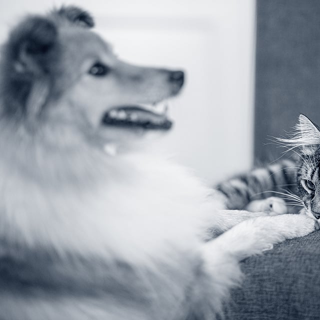 Um cão e um gato que encontram-se em um sofá.