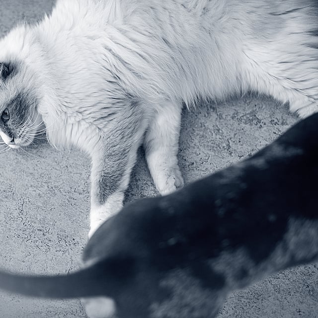 gato deitado e cão