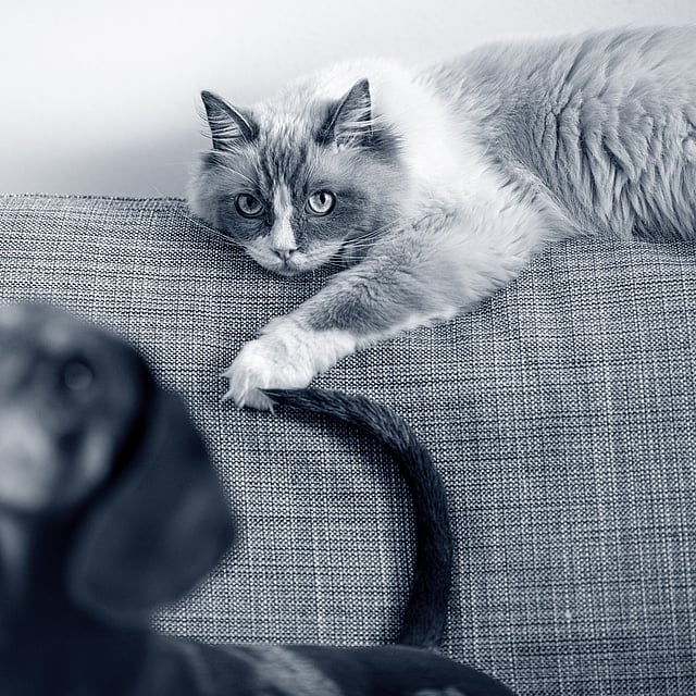 Um gato deitado em um sofá.