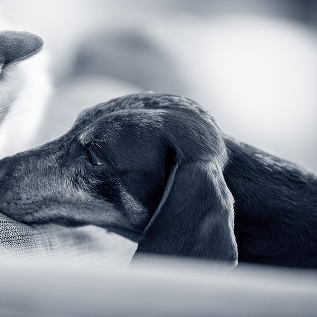 gato branco e perro