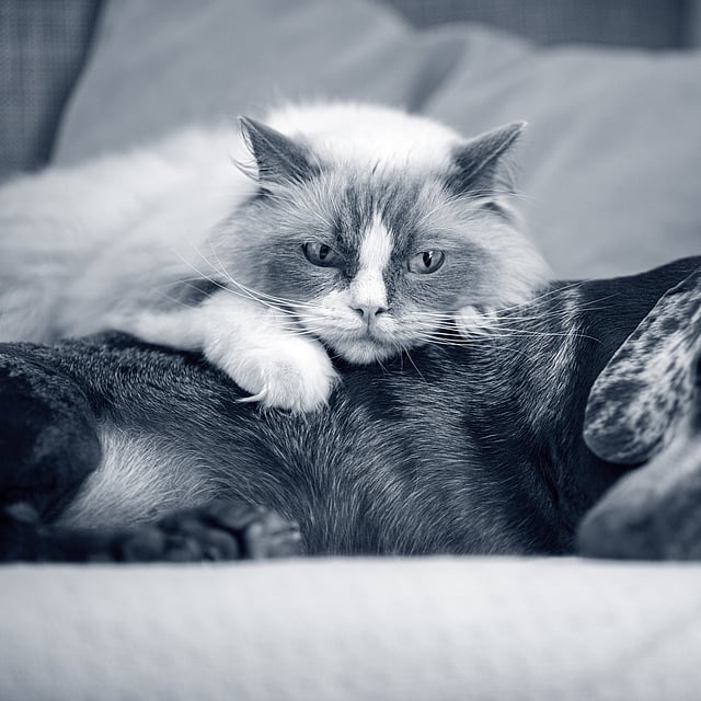 gato branco e cão