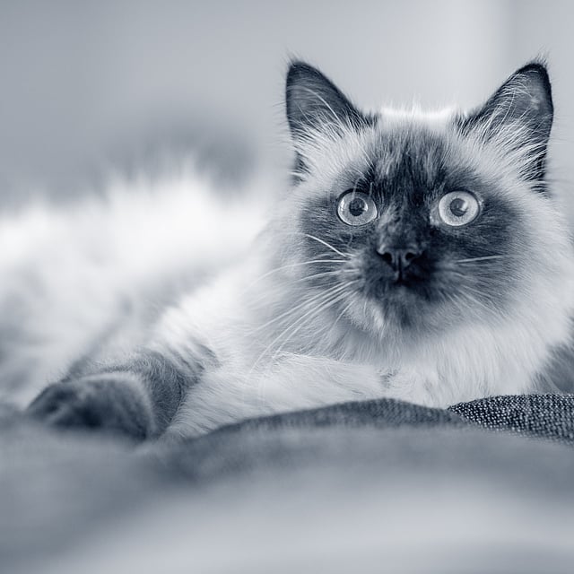 Um gato deitado em um cobertor.