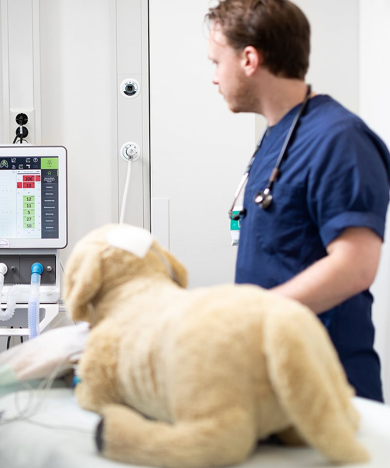 veterinários a examinar um cão