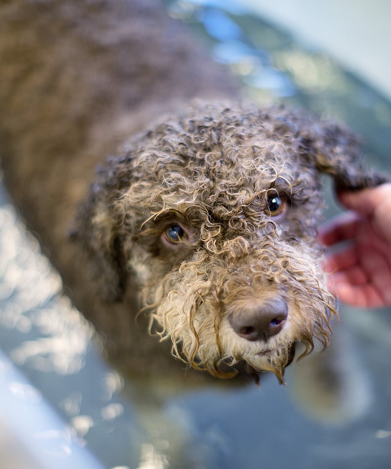 veterinária com cão grande