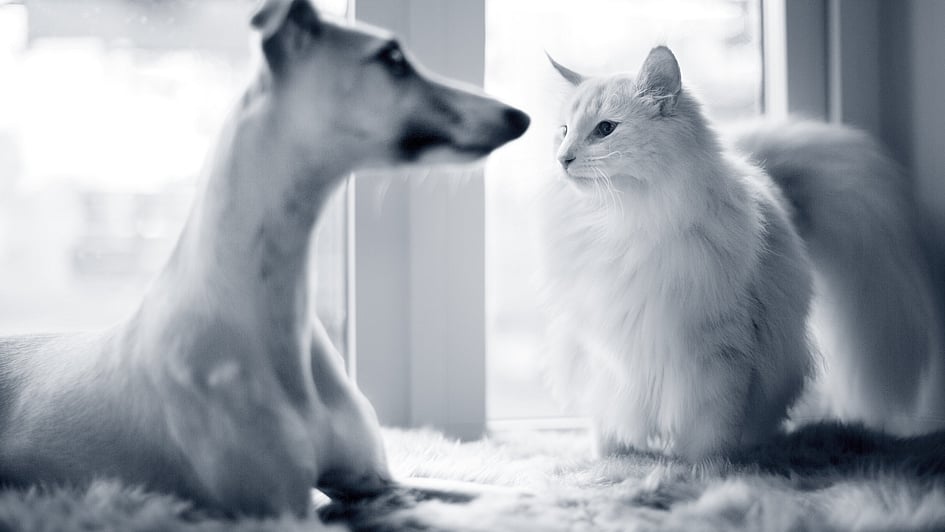 Um cão e um gato que olham um ao outro.