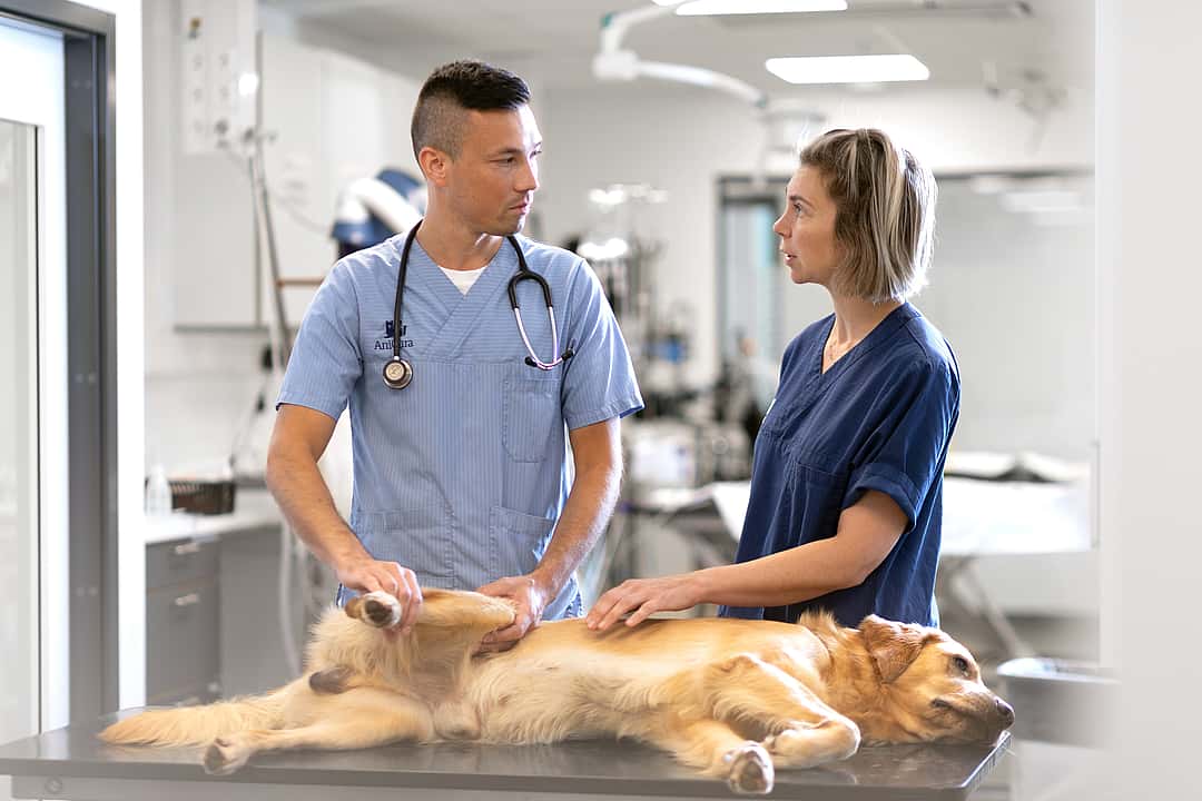veterinários com um cão grande