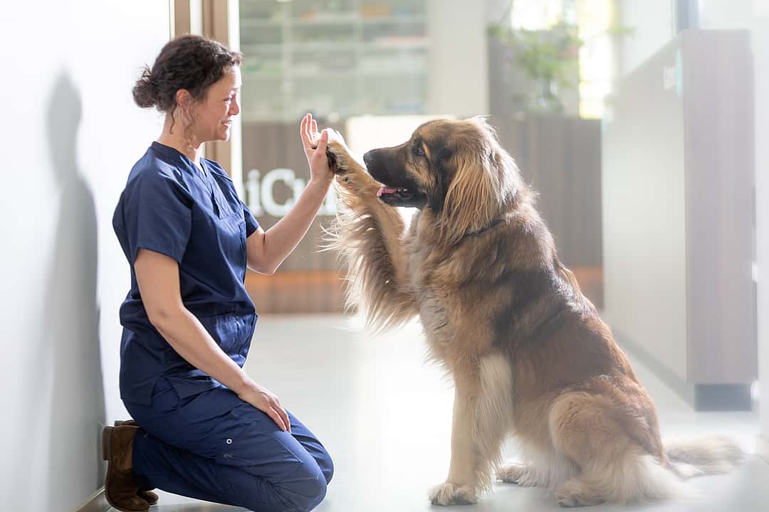 cão grande a dar pata à veterinária