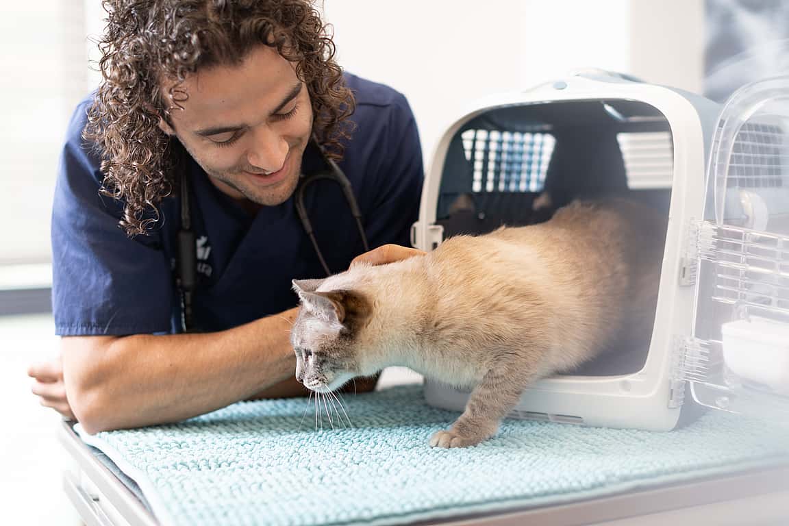 gato com veterinário