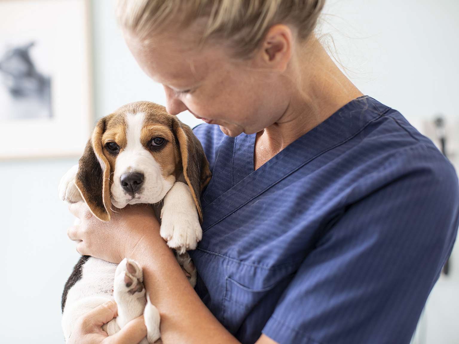veterinária com um cão Beagle