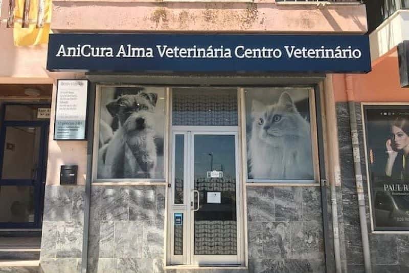 cão grande a dar pata à veterinária