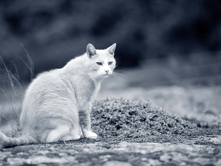 gato branco