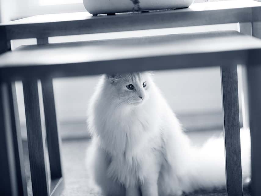 gato branco debaixo da mesa