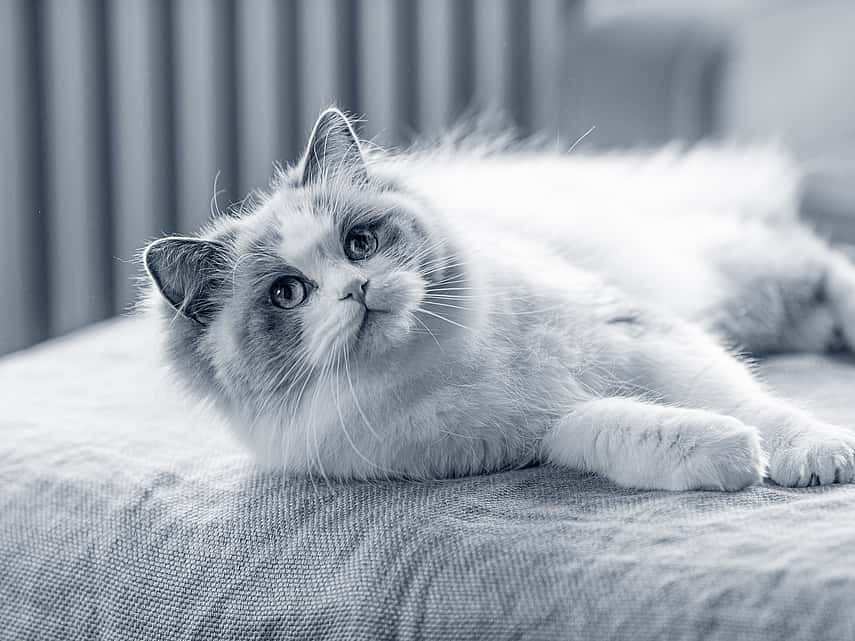 ragdoll