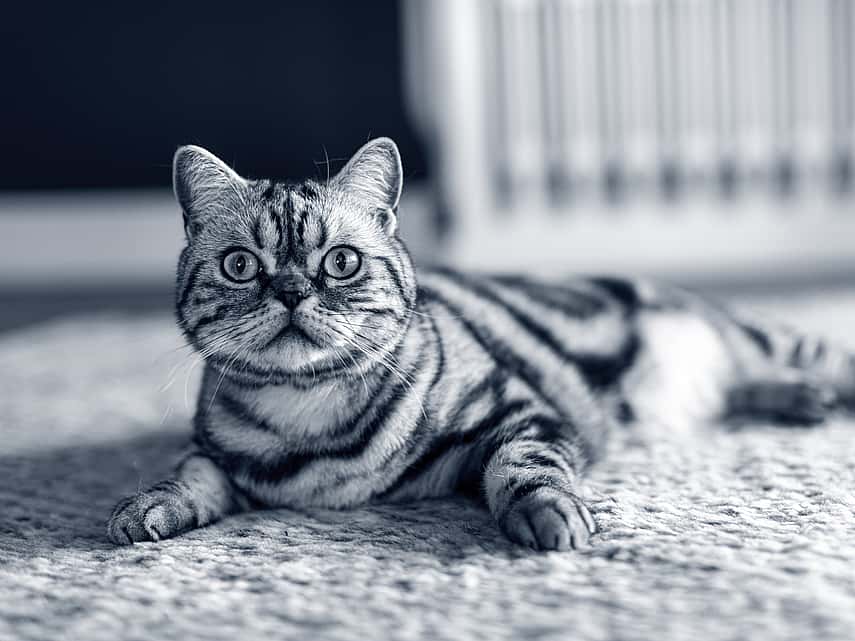 gato british shorthair