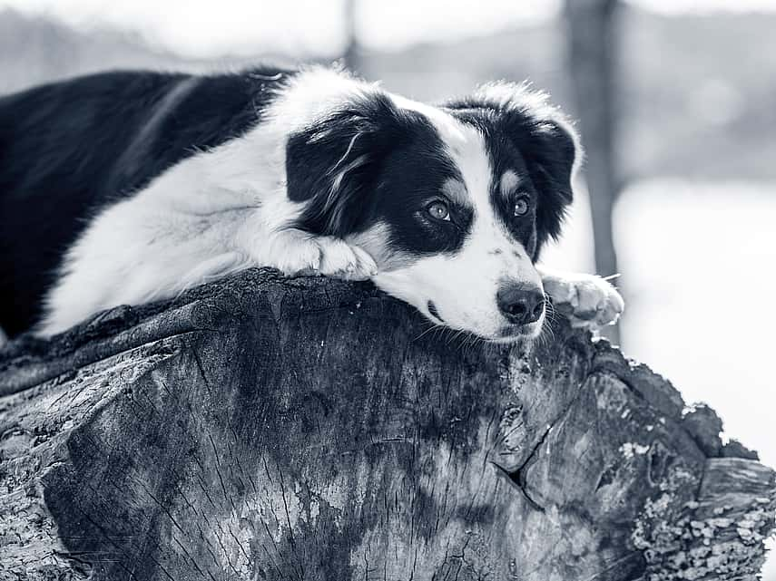 cão branco e preto