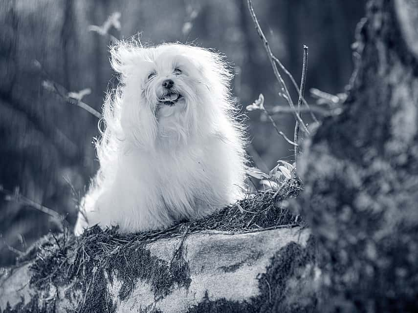 Coton de Tulear