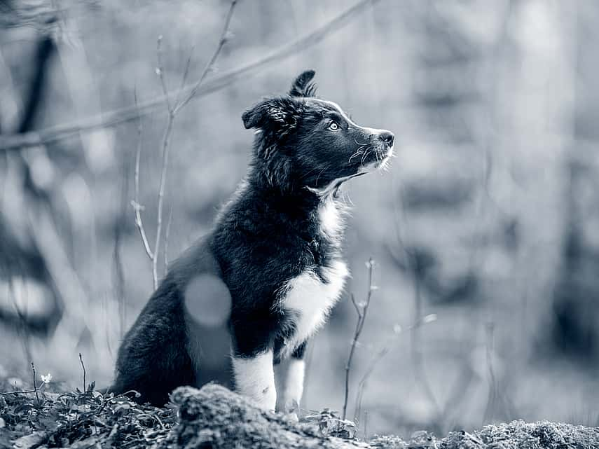 cão jovem de perfil