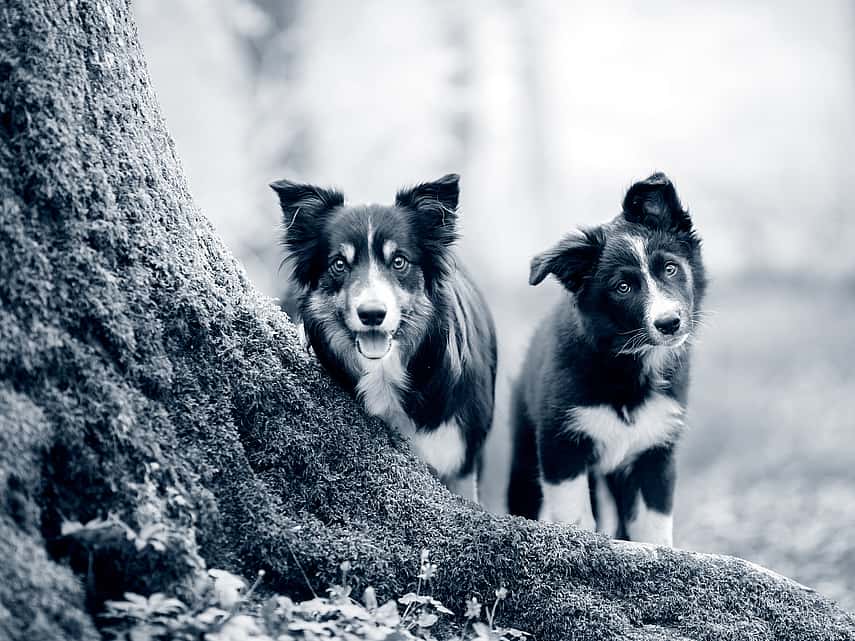 cachorro e cão branco e preto