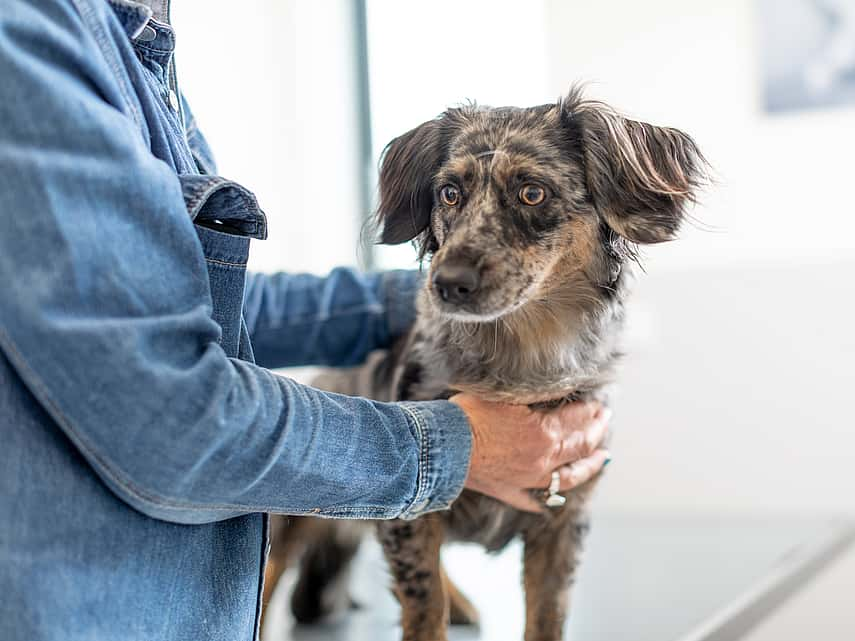 cão com uma pessoa