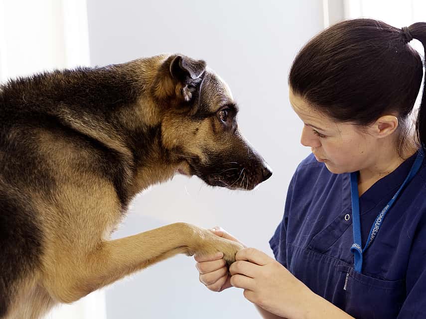Pastor alemão com veterinário