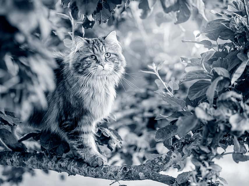 gato Siberiano