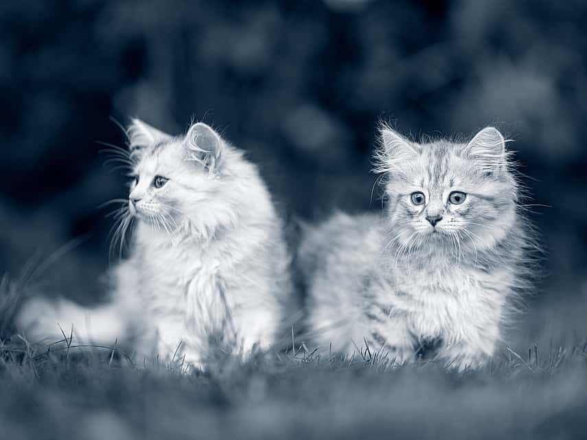 dois gatinhos