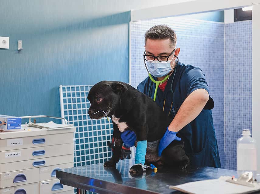 veterinário a examinar um cão preto