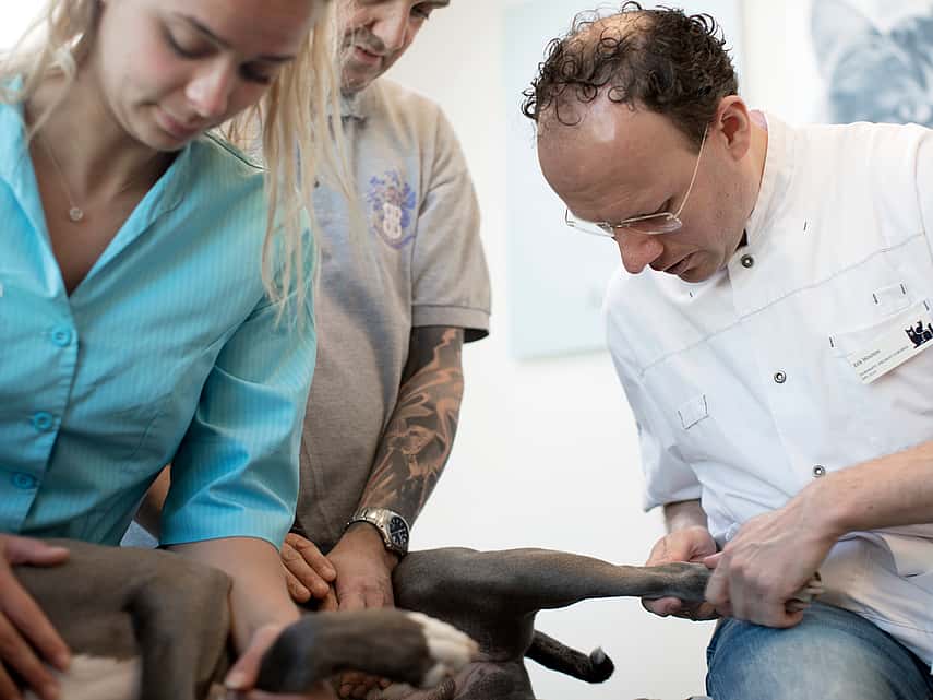veterinários a examinar um cão