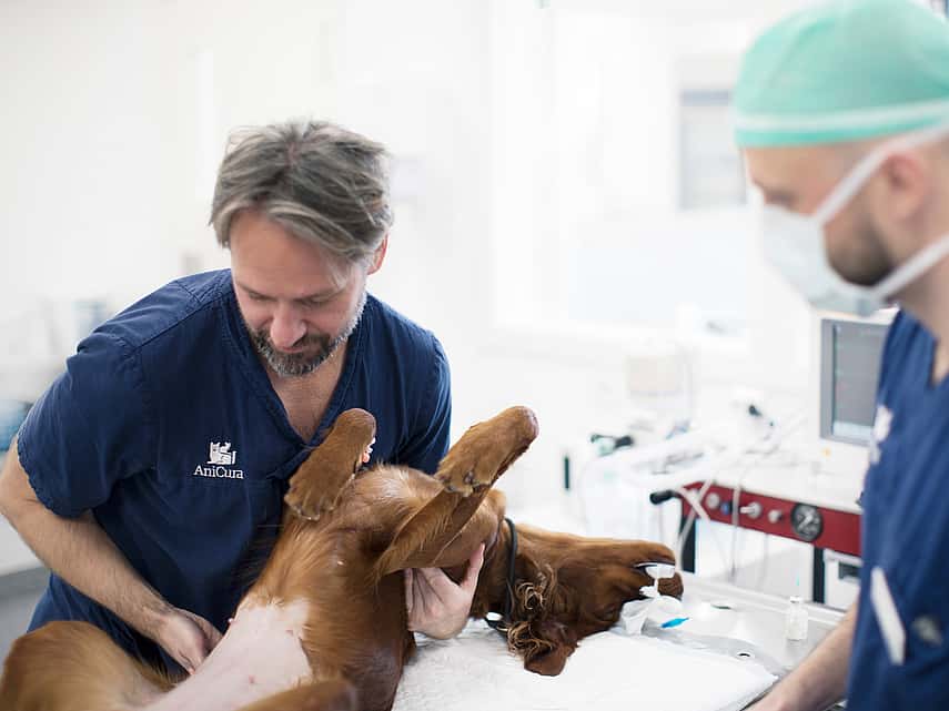 Veterinários cirurgia cão