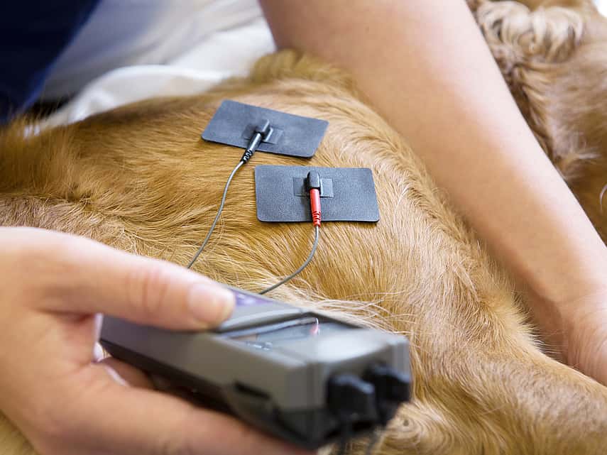 cão em fisioterapia