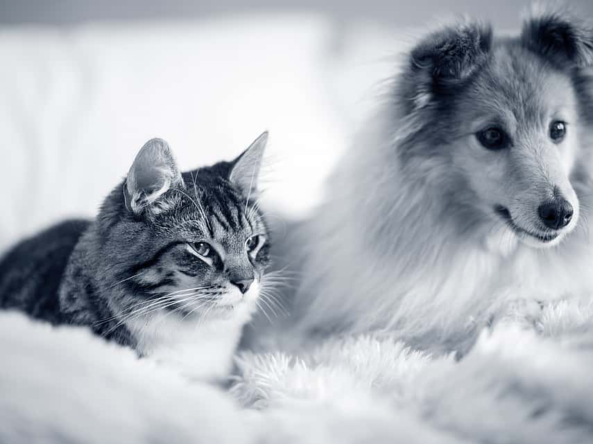 Sheltie e gato