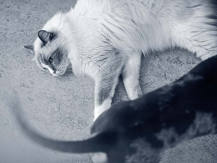 gato deitado e cão