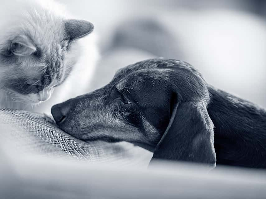 gato branco e perro