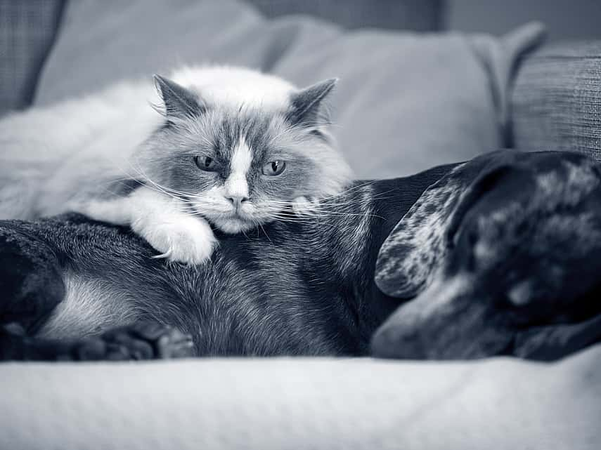 gato branco e cão