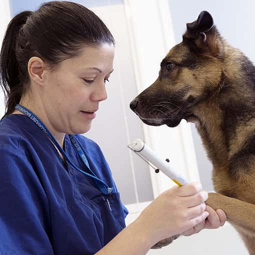 Veterinária com cão