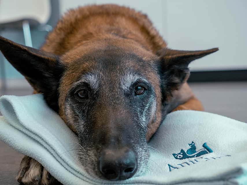 Cão