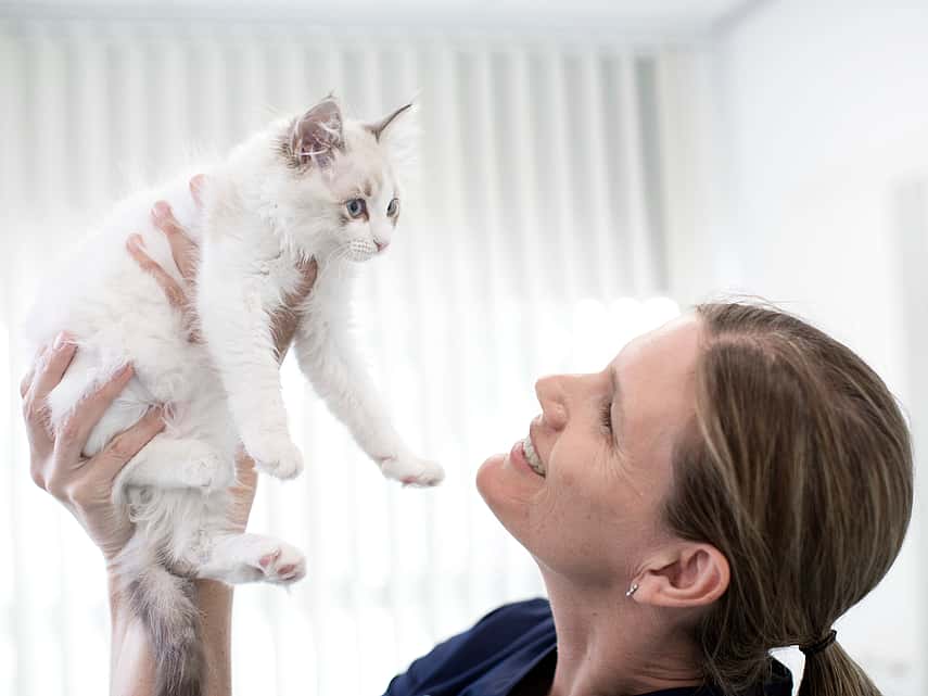 veterinária com gato branco