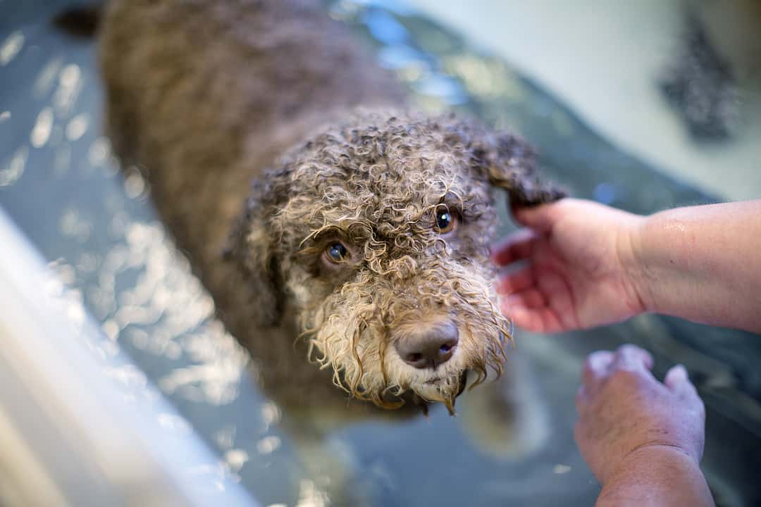 veterinária com cão grande