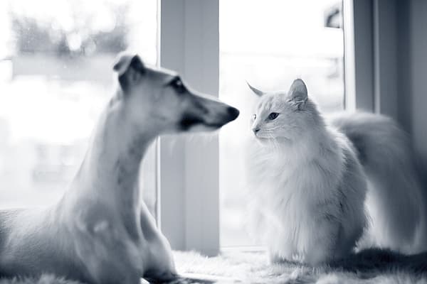 Um cão e um gato que olham um ao outro.