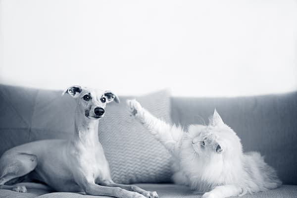 Um cão e um gato em um sofá.