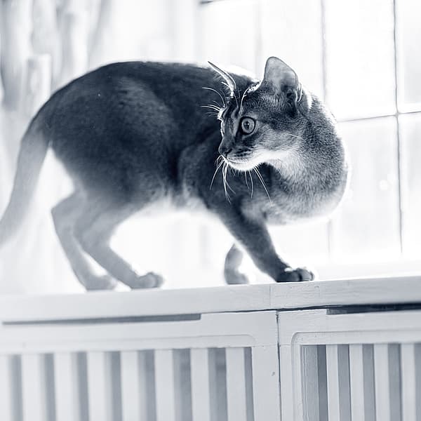 Um gato em pé em uma prateleira.